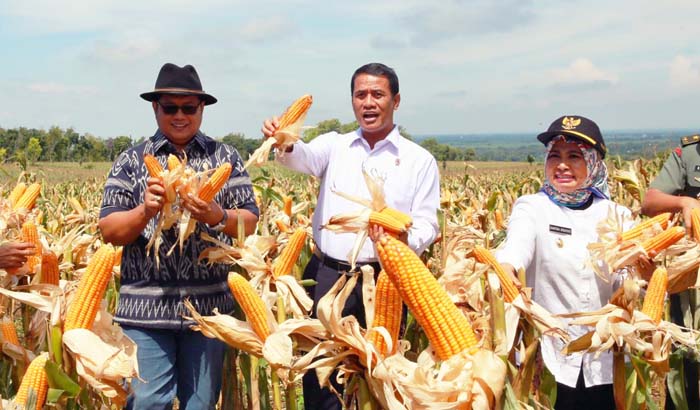 Pangkas Rantai Pasok Jagung, Mentan Inisiasi Kontrak Jual Beli Lamongan & Blitar